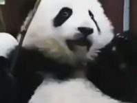 熊猫宝宝抱着小姐姐睡,温馨入睡瞬间